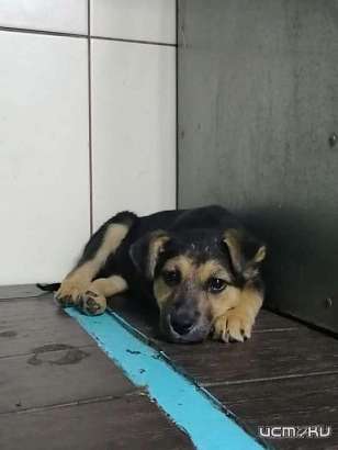 Орловские зоозащитники зарегистрировали общественную организацию