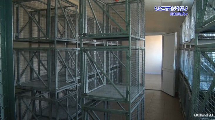 Приют-лабиринт за 40 миллионов: Орловские бездомные животные так и не дождутся обещанного рая?