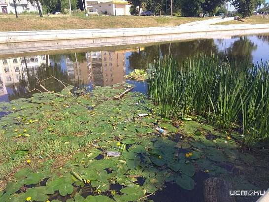Кувшинки в мусоре: состояние русла Орлика обеспокоило общественников