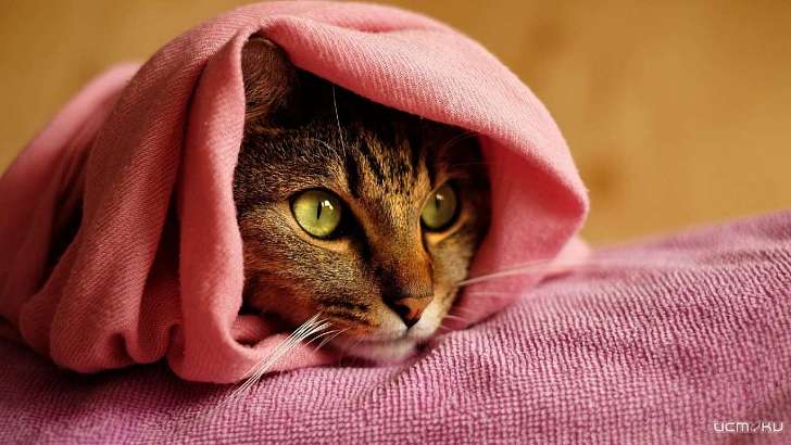 Во власти арктического антициклона: сегодня в Орле снова будет сухо и морозно