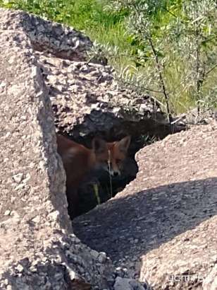В Орле в черте города замечена лисица