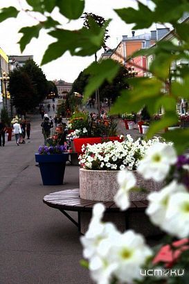 Растения с фестиваля «Стрелка» высадят на орловских улицах