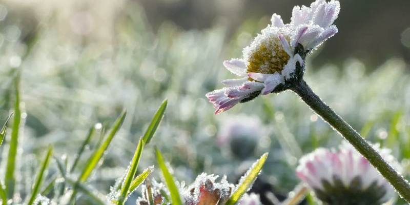 Заморозки в Орле сохраняются 