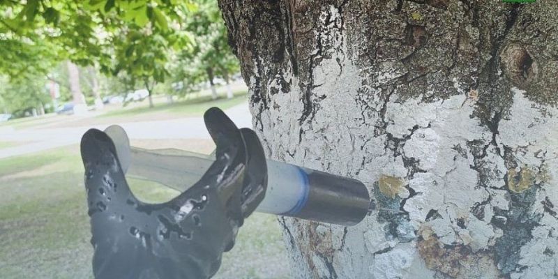 Деревья города Орла Орловские каштаны продолжают спасать от минирующей моли