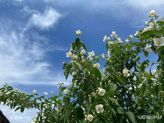 На предстоящей неделе возможен град