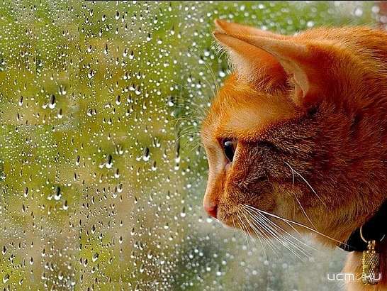 Воскресенье в Орле будет дождливым 