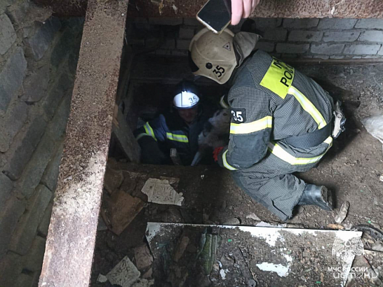 Орловские спасатели помогли собаке, попавшей в беду 