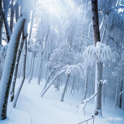 Мокрый снег, метель и туман ожидают Орловщину в ближайшее время