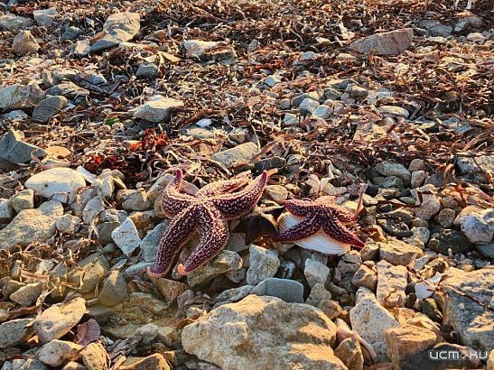 Интерес орловцев к Дальнему Востоку вырос на 67% благодаря тёплой осени