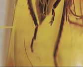 В Орловском краеведческом музее можно увидеть насекомых доисторической эпохи