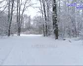 Лыжники - идите лесом. В декабре 2020 года опушку Медведевского леса облагородили, но удобств для любителей лыж в проекте не предусмотрели