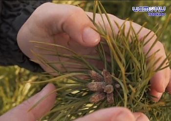 Экспертное  мнение 18.12.2024