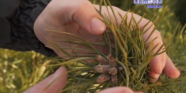 Экспертное  мнение 18.12.2024