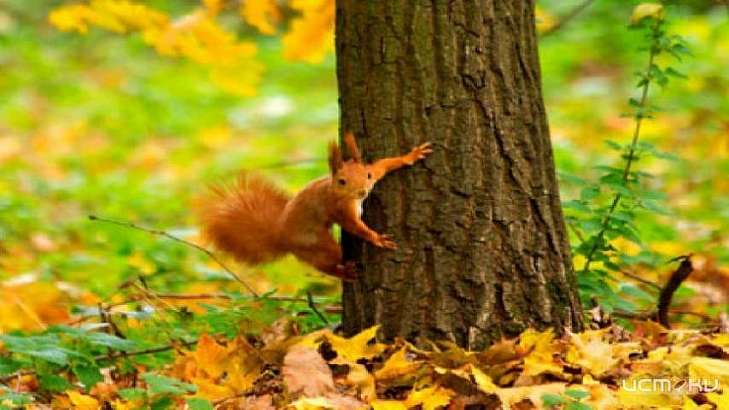 Один день радости: 3 октября в Орле воздух прогреется до +20 °C 