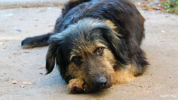 Отписки чиновников заставляют Вдовина заняться отловом бродячих собак