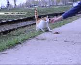 Двое неизвестных стреляли из авто по орловчанам, а у четвероногих бездомышей скоро будет праздник. Новости за 90 секунд