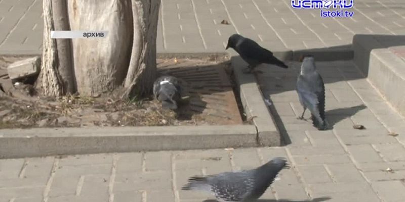 Экспресс-новости: очередной трэш-блогер - в Орловском СИЗО, Клычков продолжает рассказы про аэропорт, а средства по нацпроектам освоены только на поло...