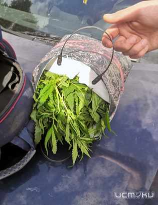 Мценские полицейские собрали более килограмма марихуаны