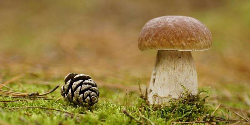 В хотынецких лесах заблудилась компания грибников