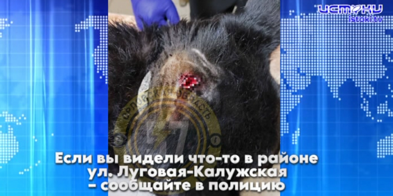 Сосед зверски избил домашнюю собаку