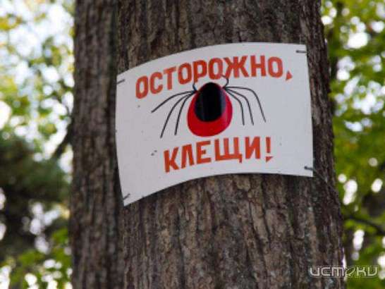Клещи атакуют!