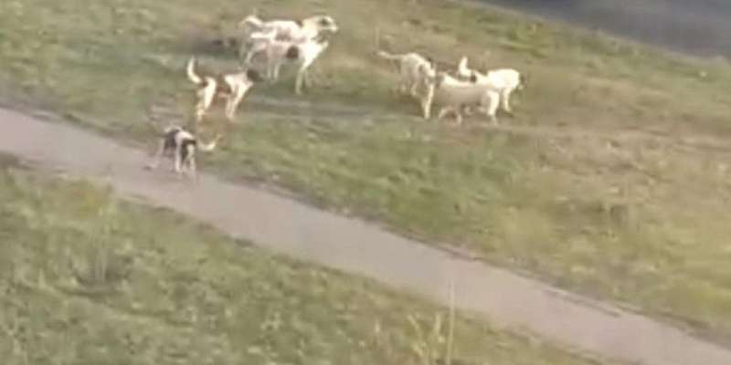 Бродячие собаки давно держат в страхе жителей Северного района Орла