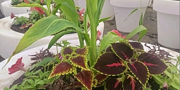 Почти 700 кашпо и более 200 кадок с цветами украсят Ленинский мост этой весной