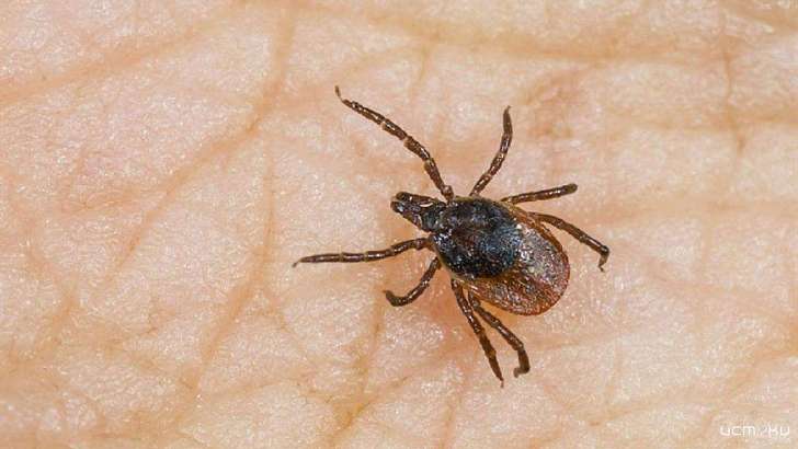 На Орловщине за 10 дней в 1,6 раза возросло число пострадавших от укусов клещей