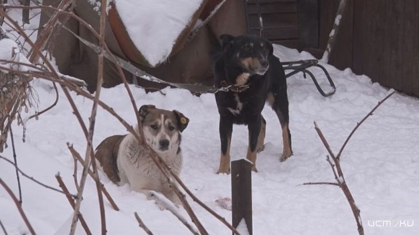Преданные дважды. Они оказались на улице, да и приюта не дождались