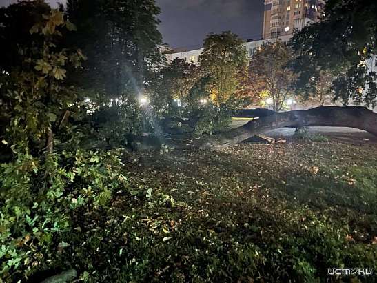 «Монтажная пена токсична». В Орле погиб 160-летний дуб