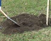 В Орле посадили рябиновую аллею