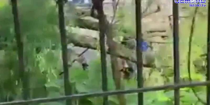 В Орле дерево упало на стоящую во дворе машину1655726108