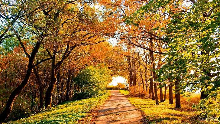 Бабье лето продолжается: сегодня в Орле будет до +21 °С 