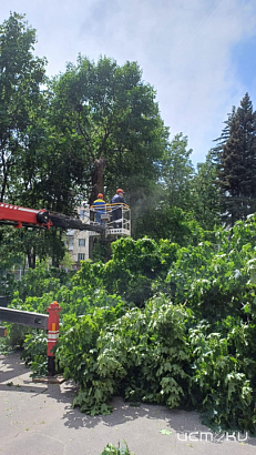 Орловчане возмущены спилом деревьев в сквере Бунина