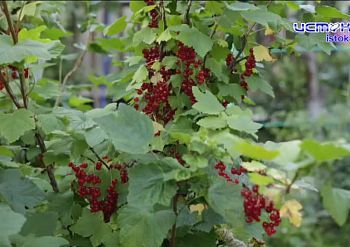 Смородина — это не только вкусная, но и полезная ягода