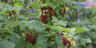 Смородина — это не только вкусная, но и полезная ягода