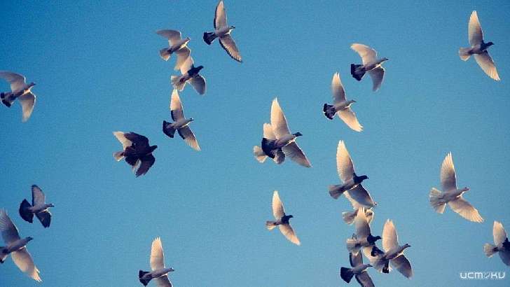 Символ мира: 24 июня орловчане запустят в небо голубей