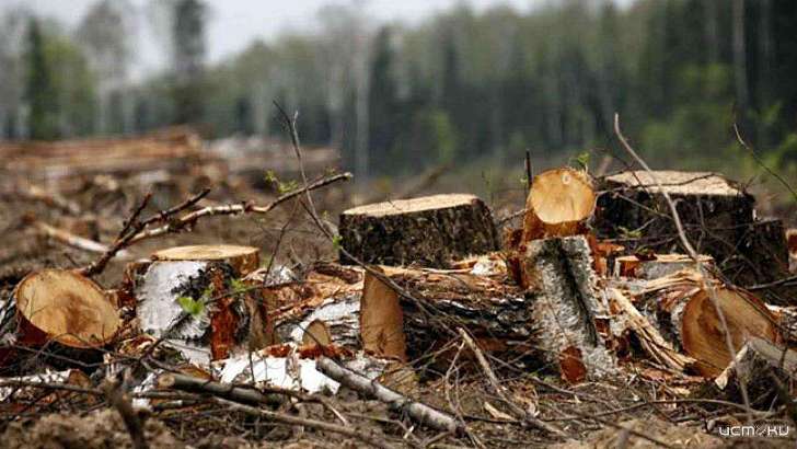 В Орловской области оказалось немного незаконных вырубок леса
