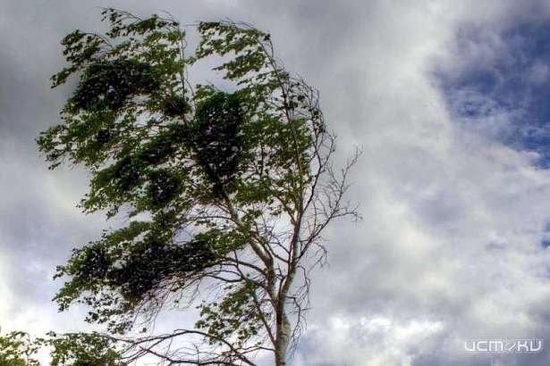 Ветер снова усилится: орловчанам пообещали ухудшение погоды