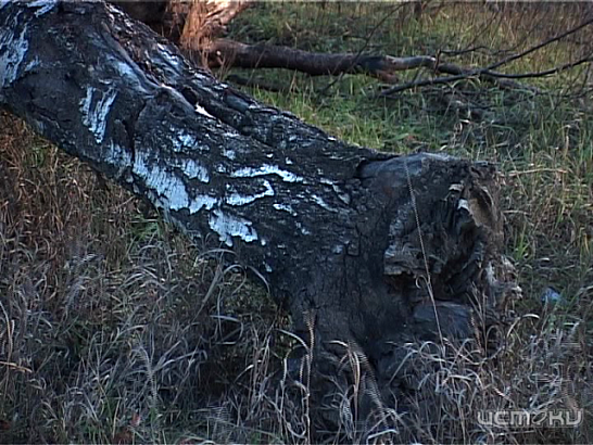 Законно ли вырубают деревья в деревне Жилина