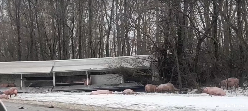 В Орловской области опрокинулась фура с поросятами