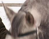 Кадеты казачьего кружка "Дворца пионеров" побывали на показательной тренировке по конному спорту