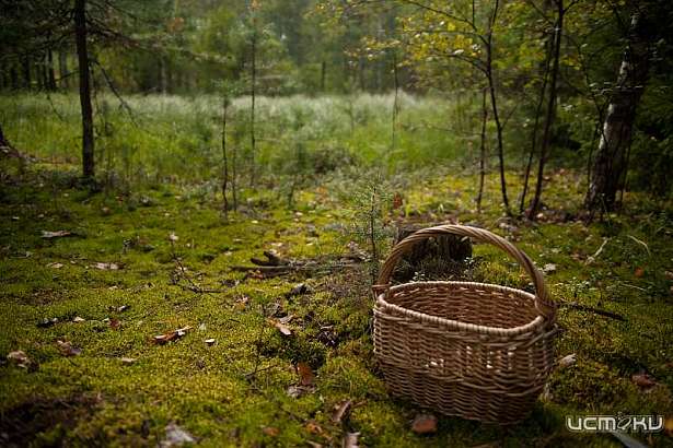 Трое грибников потеряли ориентацию в хотынецких лесах
