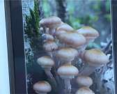 Мемориальная выставка Наталии Гераськиной