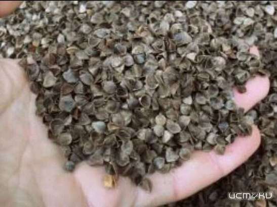 Экспорт лузги гречневой из Орловской области увеличился в 2,2 раза