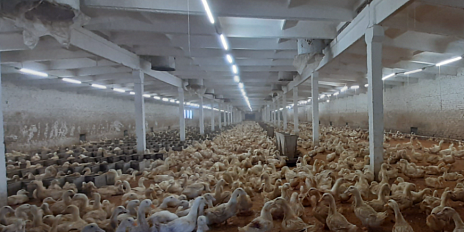  Россельхознадзор выявил множественные нарушения на птицеводческом предприятии Орловской области