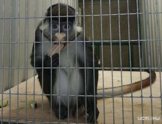 В детском парке Орла появился новый хвостатый обитатель