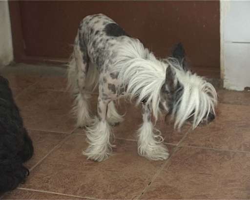 Все для животных