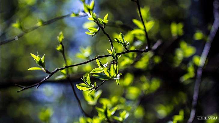Первомай в Орле будет тёплым