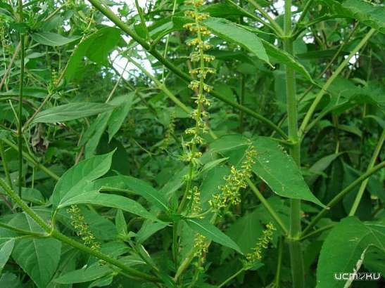 Внимание, розыск! Особо опасная североамериканка Амброзия трехраздельная